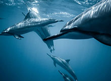 DRG-梦岚：今天勉强及格吧；DRG-久酷：（本命太乙）因为有锅可以做饭